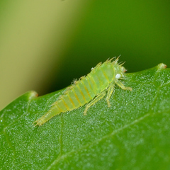 Stictocephala militaris