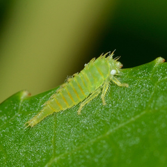 Stictocephala militaris