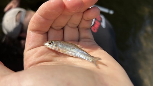 Silver Chub