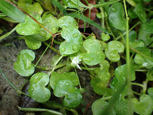 Kidneyleaf mud plantain