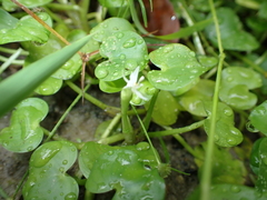 Heteranthera reniformis, photograph (c) harrier, some rights reserved (CC BY)
