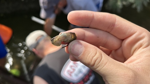 Pondmussel