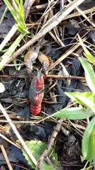 Procambarus gracilis