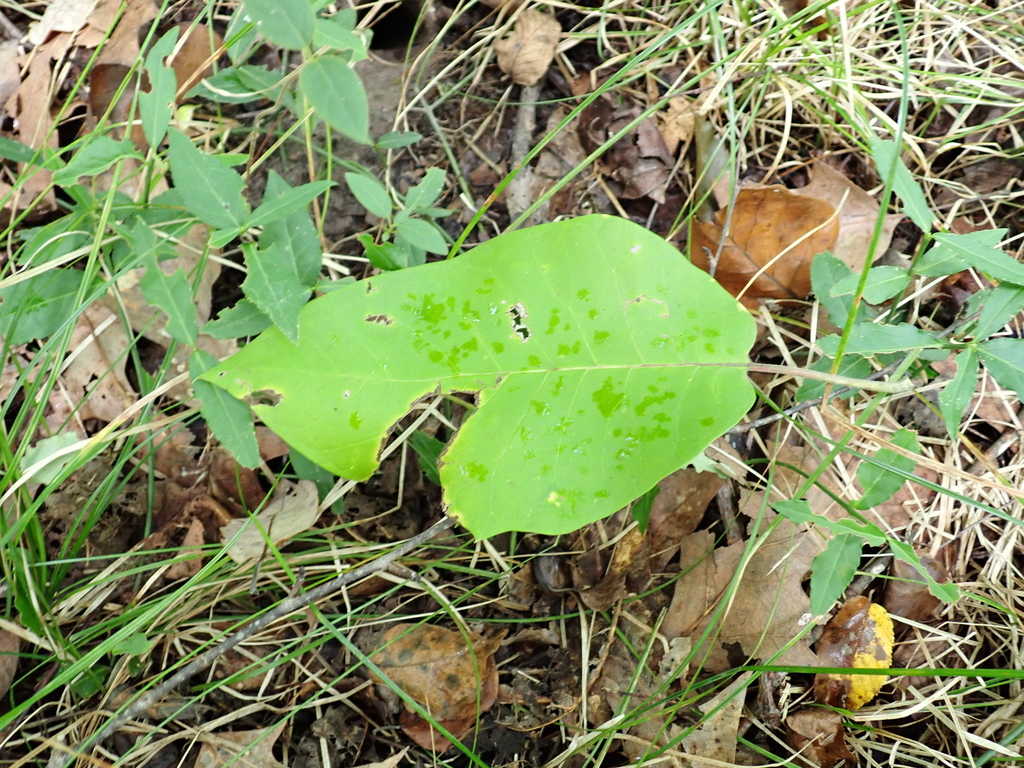 Nyssa aquatica; photograph (c) harrier, some rights reserved (CC BY)