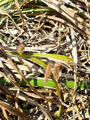 Carex comosa