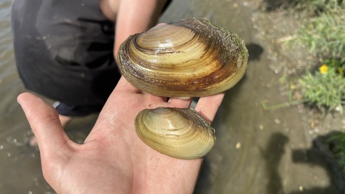 Fragile Papershell