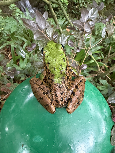 Green Odorous Frog