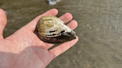 Three-ridge Mussel