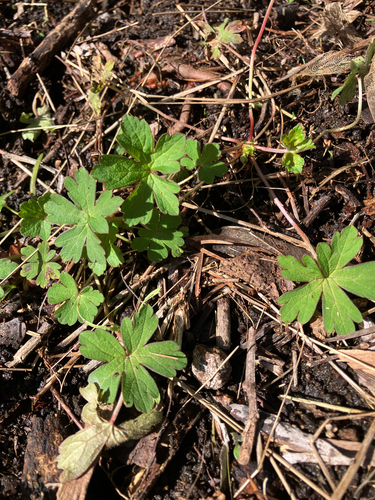 Australasian Crane's-bill