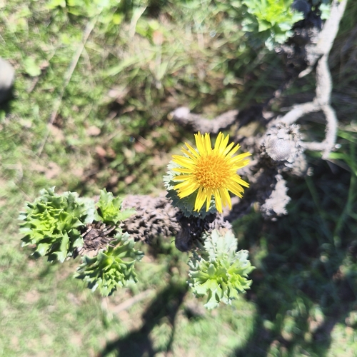 Haplopappus foliosus