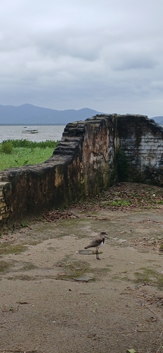 Southern Lapwing