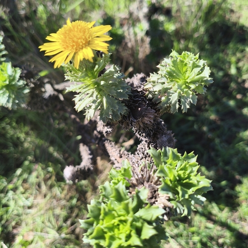 Haplopappus foliosus, photograph 1