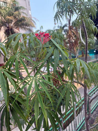 Jatropha multifida observed 2026-09-07