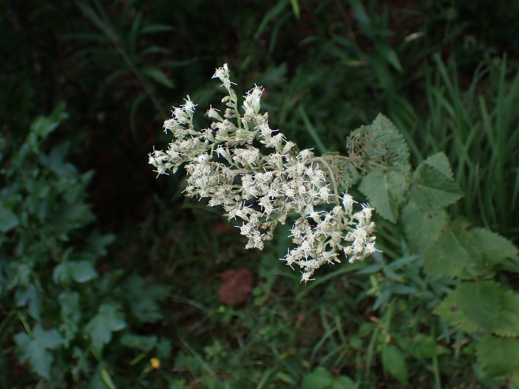 Eupatorium rotundifolium; photograph (c) harrier, some rights reserved (CC BY)