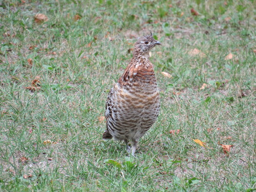 Ruffed Grouse