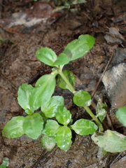 Gratiola virginiana, photograph (c) harrier, some rights reserved (CC BY)