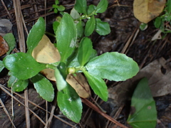 Gratiola virginiana