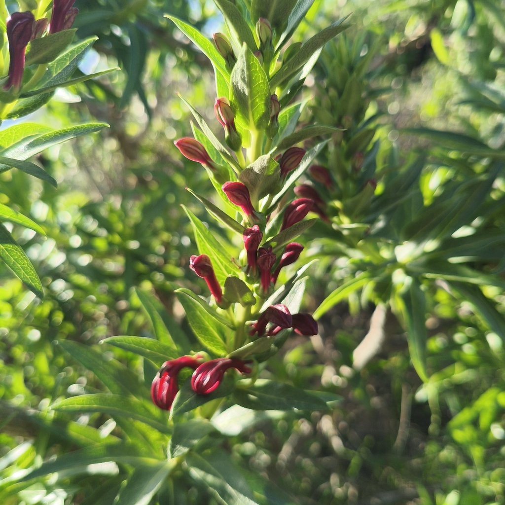 Lobelia polyphylla; photograph author not stated, no rights reserved
