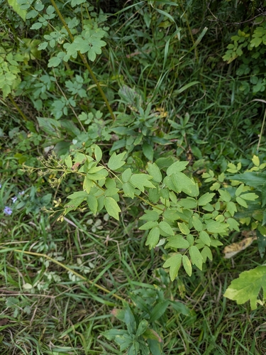 Thalictrum dasycarpum, photograph 3