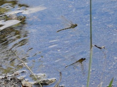 Progomphus joergenseni