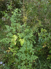Thalictrum dasycarpum, photograph author not stated, no rights reserved