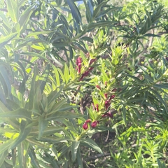 author not stated, no rights reserved Lobelia polyphylla, photograph author not stated, no rights reserved