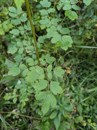 Thalictrum dasycarpum, photograph 5