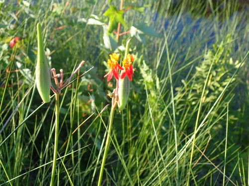 Asclepias lanceolata