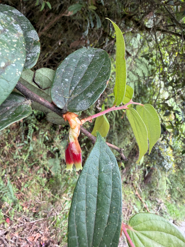Cavendishia bracteata observed 2026-09-06