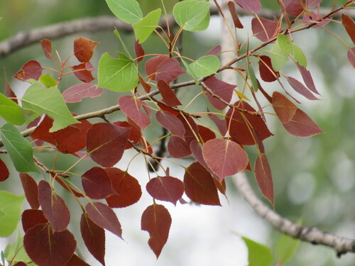 quaking aspen