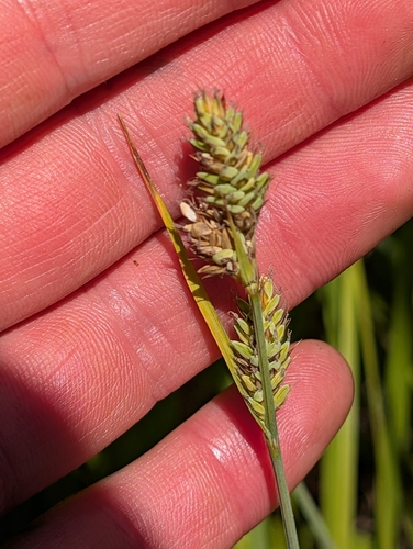 Carex buxbaumii observed 2026-09-06