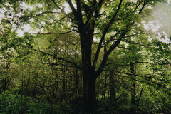 Acer skutchii