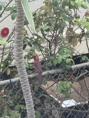 Cardinalis cardinalis observed 2026-09-06