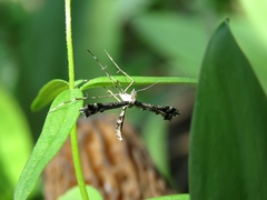 Amblyptilia punctidactyla