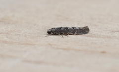 Coleotechnites blastovora