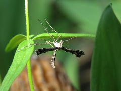 Amblyptilia punctidactyla