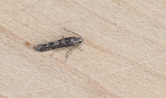 Coleotechnites blastovora