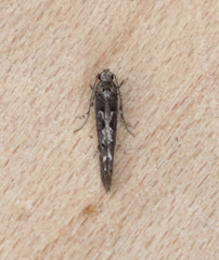 Coleotechnites blastovora