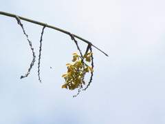 Epidendrum polyanthum