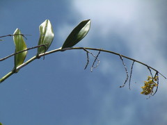 Epidendrum polyanthum