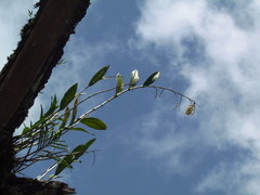 Epidendrum polyanthum