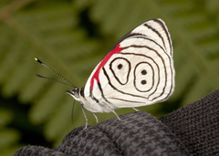 Diaethria neglecta