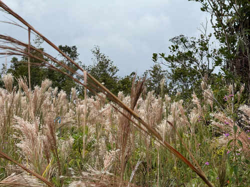 Andropogon bicornis observed 2026-09-06