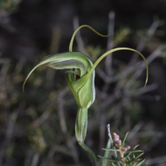Pterostylis laxa