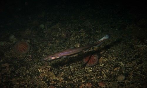 Foto de Negrito (Etmopterus spinax)