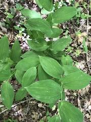 Uvularia