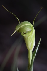 Pterostylis alveata