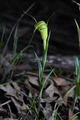 Pterostylis alveata