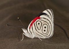 Diaethria neglecta