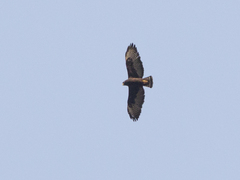 Buteo brachyurus